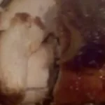 Peito de Peru na Panela Lenta com Molho de Cranberry