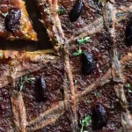 Pissaladière