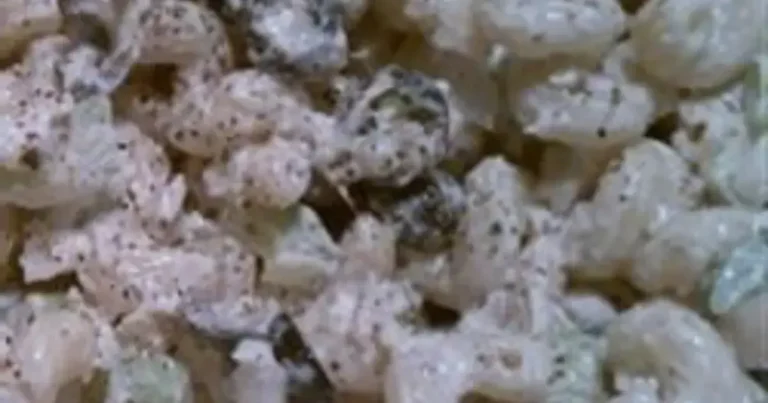 Foto da receita de Salada de Macarrão Cavatappi com Atum e Azeitonas